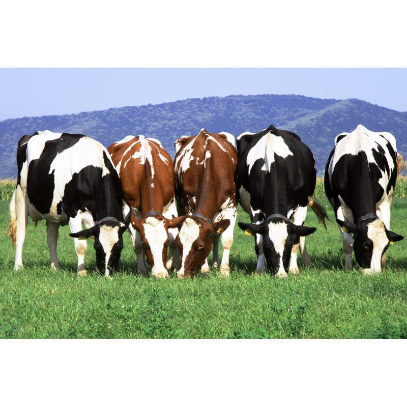 Herd Of Cows - Wrapped Canvas Print, 51cm H x 76cm W x 3.8cm D