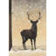 Roe Deer in Winter - Snow-40585968-40585974