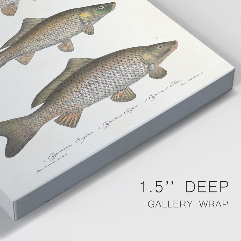 «Species of Antique Fish I», ensemble de 3 impressions sur toile tendue, H 12 po x l 24 po x P 1 po