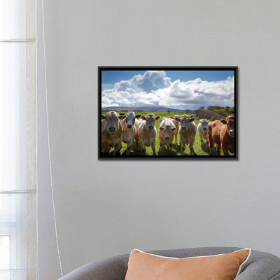 « curieux bovins county sligo ireland », reproduction de photo sur toile