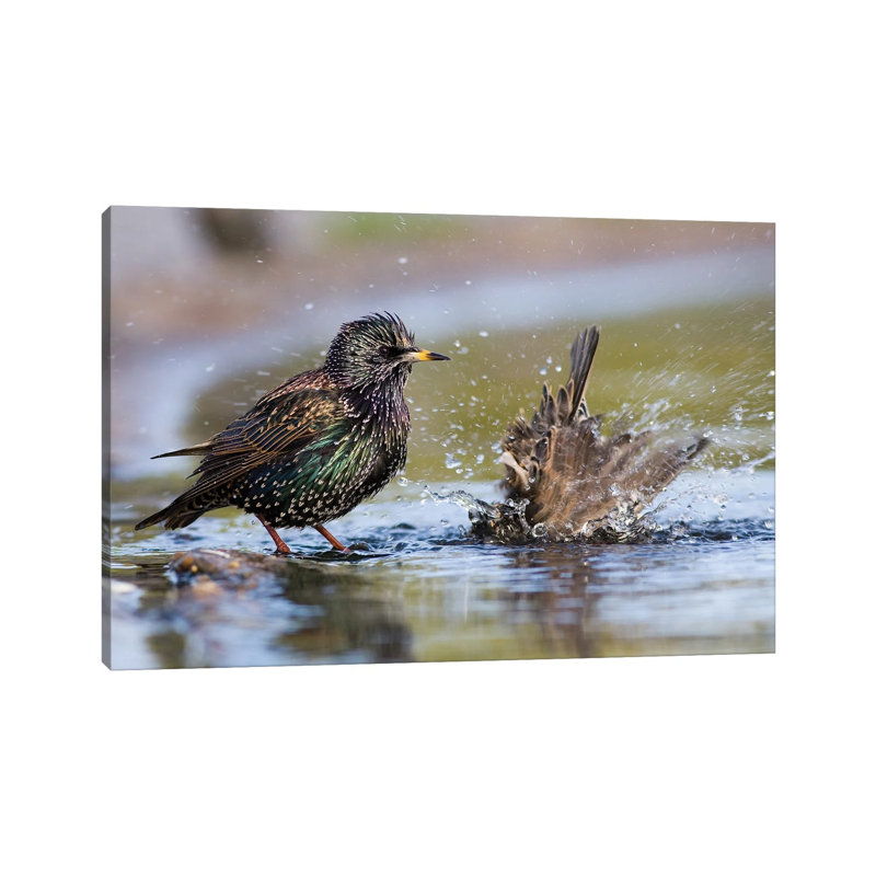 Bathing Starlings by Mateusz Piesiak - Wrapped Canvas Print, 20.32 cm H x 30.48 cm W