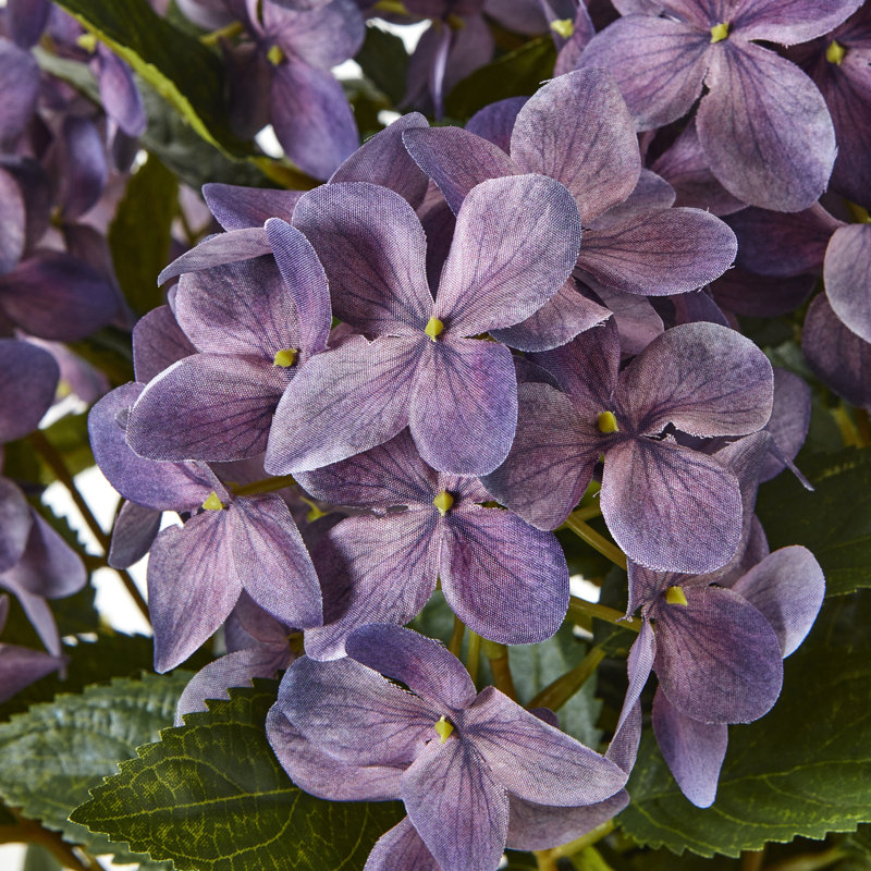 Medium Hydrangea Plant In Pot, Purple