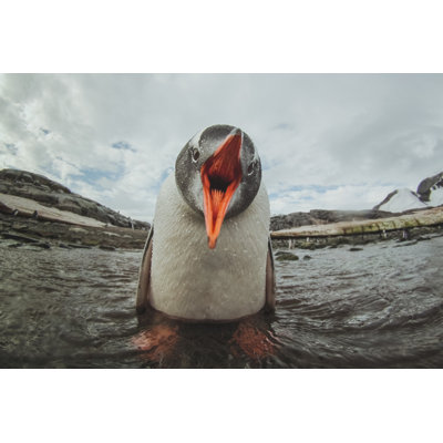 " Cute Gentoo Penguin " by Anyaberkut