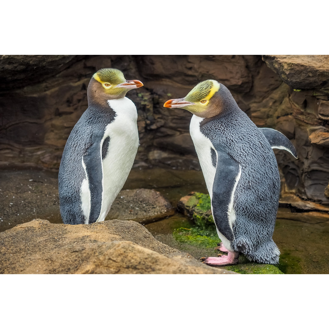 Leinwandbild Abschleppgelb mit Augen Penguins sind in den wilden gebürtigen Pinguin Neuseelands