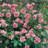 Bare Root Ball Gown Romantica Rose (3-Pack)