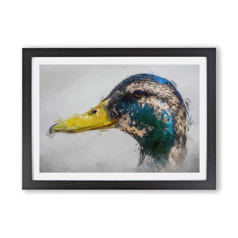 Mallard Duck Moulting - Framed Print, Black, 24cm H x 33cm W x 2cm D