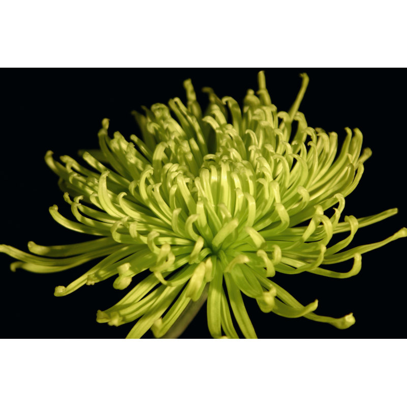 Fuji Mum IV by Renée W. Stramel - Wrapped Canvas Print, 61cm H x 91cm W