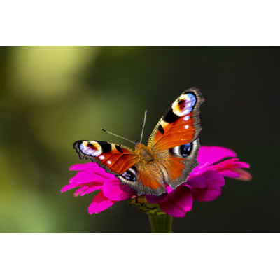 Wittel Peacock Butterfly - Wrapped Canvas Print