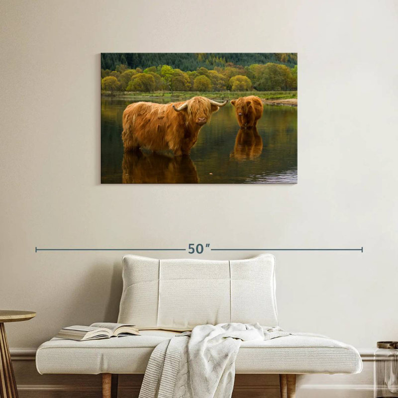 Brampt Bathing Highland Cow, H 24 po x l 36 po