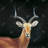 Antelope - 32"x32" art on canvas