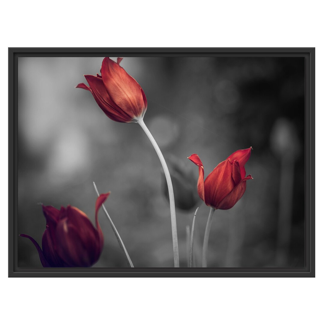 Tulpen im Abendlicht Gerahmter Fotokunstdruck