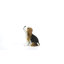 Chiot beagle
