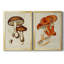 Champignon Variétés VI, reproduction encadrée de qualité supérieure, prête à être accrochée-765081726-765081727