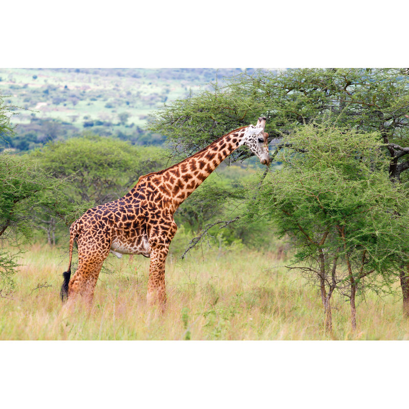 Buhler Giraffe - Wrapped Canvas Print, 20cm H x 30cm W x 3.8cm D