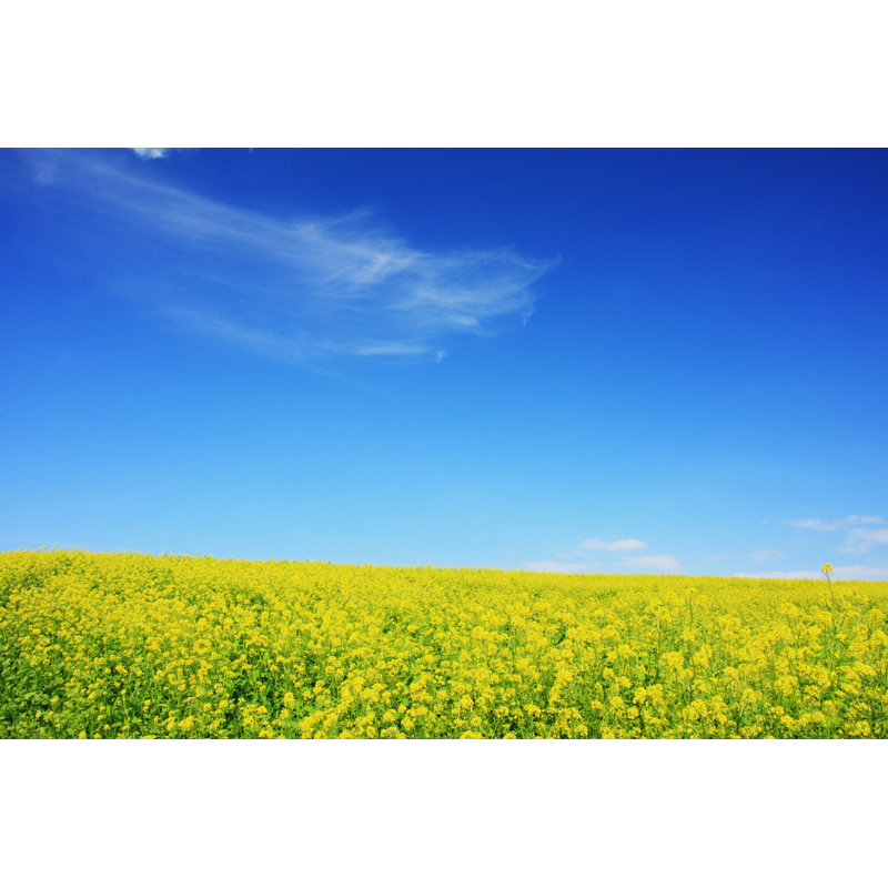 Champ jaune moutarde, L 48 po x H 32 po