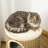 177.8cm H Cat Tree