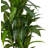 48'' Faux Dracaena Plant