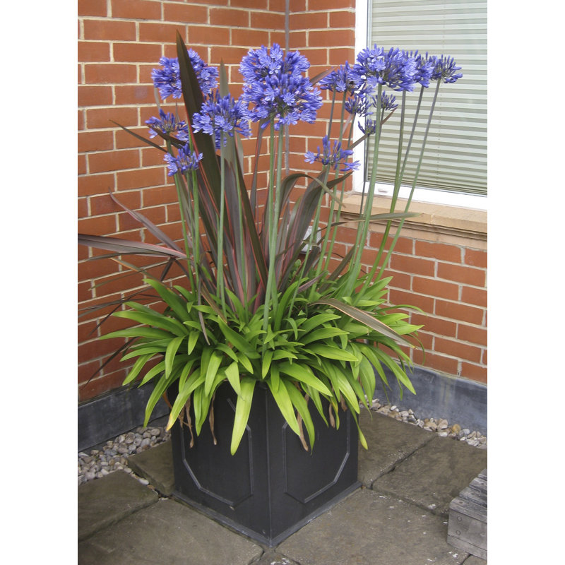 Berenice Handmade Pot Planter, 73 cm H x 61 cm W x 61 cm D, Faux Lead