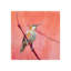 Hummingbird III Painting by Paul Ngo-26932365-26932368