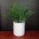 Ceramic Indoor Cachepot