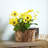 Yellow Pansy Faux Plant Arrangement in Birch Planter