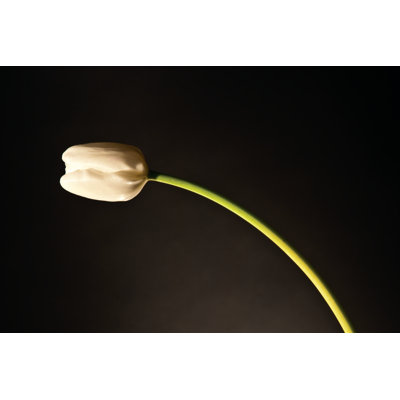 White Tulip - Wrapped Canvas Art Prints