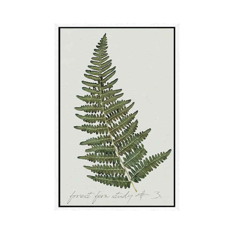 Fern Studies I by Carol Robinson - Painting on Canvas, White Framed, 66.04 cm H x 45.72 cm W