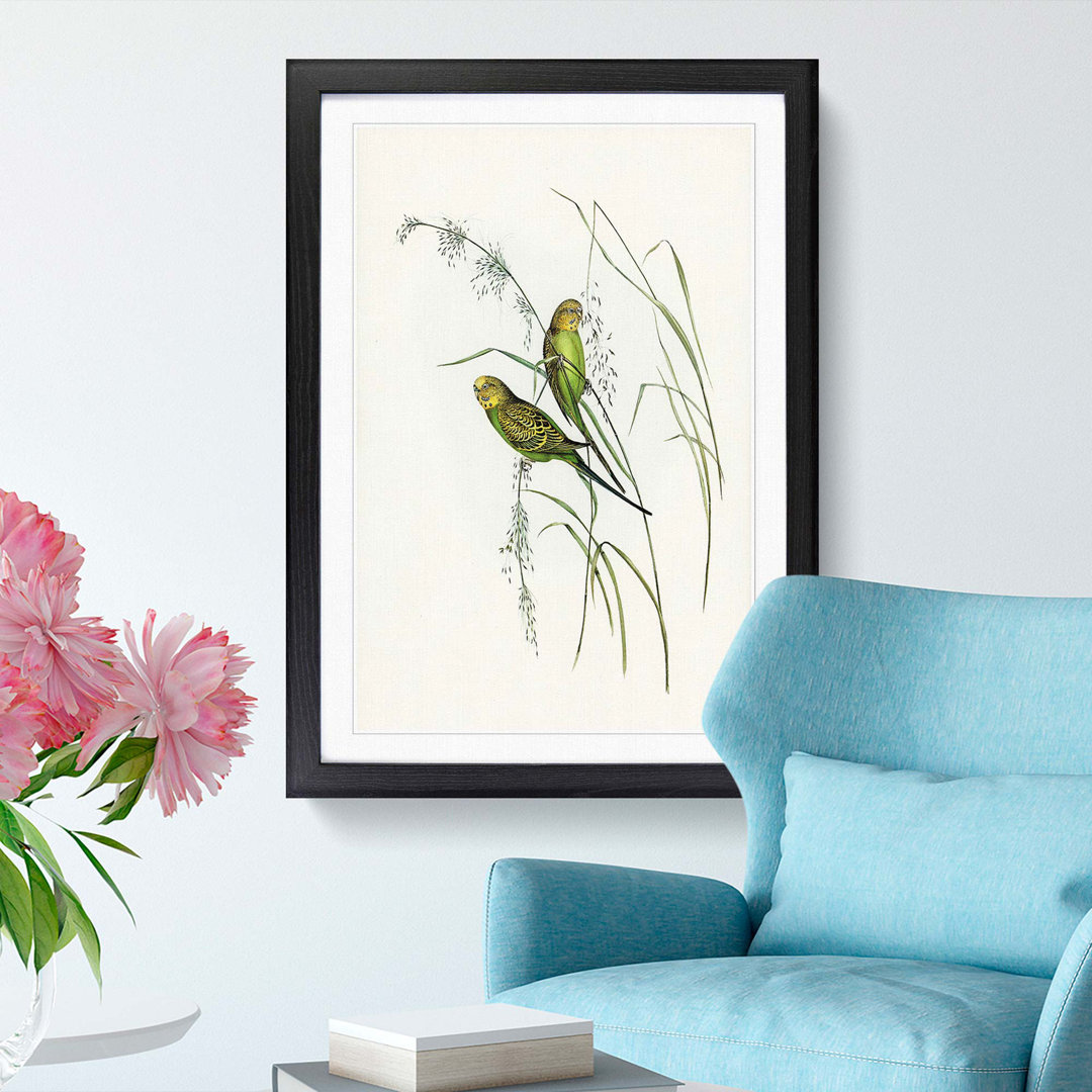Warbling Grass-Parakeets by Elizabeth Gould - Framed Print