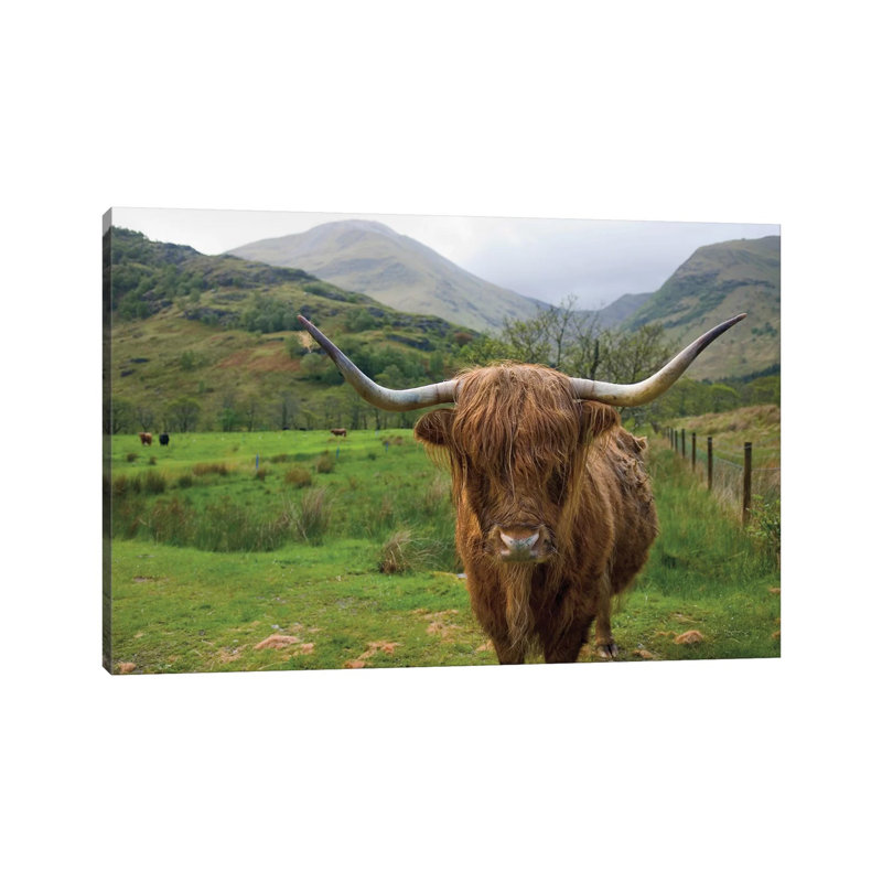 «Scottish Highland C best III», reproduction de photo sur toile tendue, H 12 po x l 18 po x 1,5 po