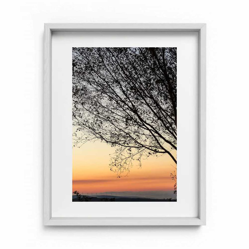 Sunset Tree Print by Joseph Regan, White, 16" H x 14" W x 0.75" D