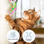 Grattoir pour chat Petmaker
