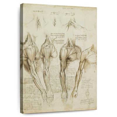 Muscles de l'épaule, bras et cou