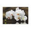 No Frame Print on Canvas-920856356