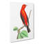 Brazilian Tanager Bird by George Shaw - Wrapped Canvas-55304267