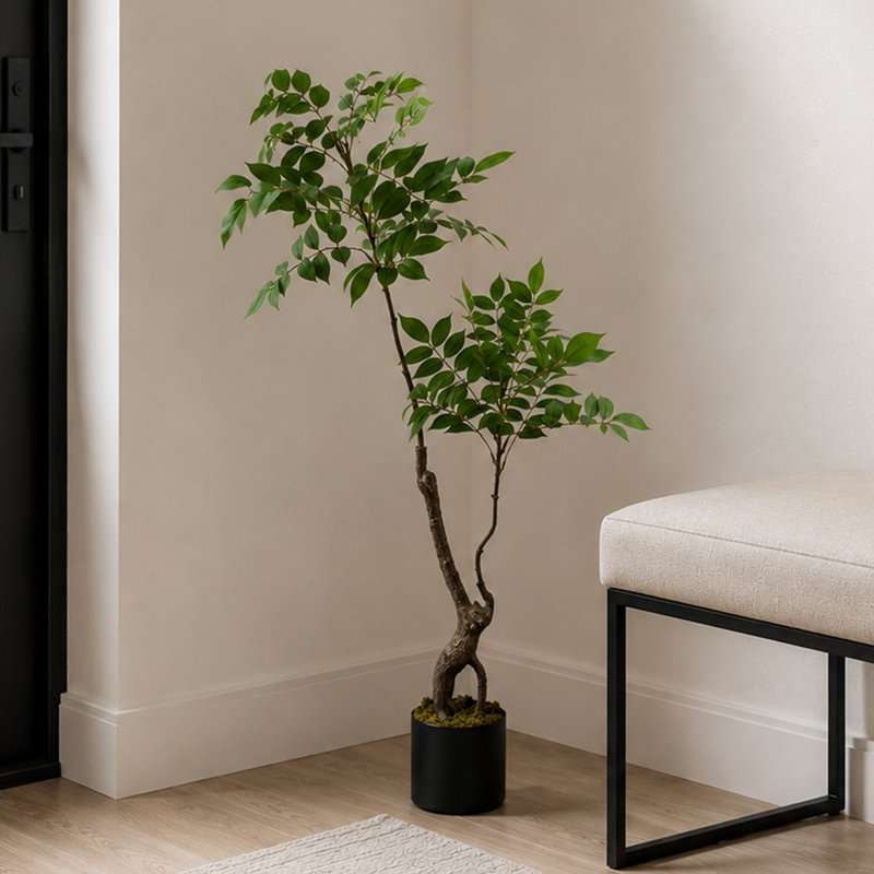 Toona Siensis Arrangement in Pot