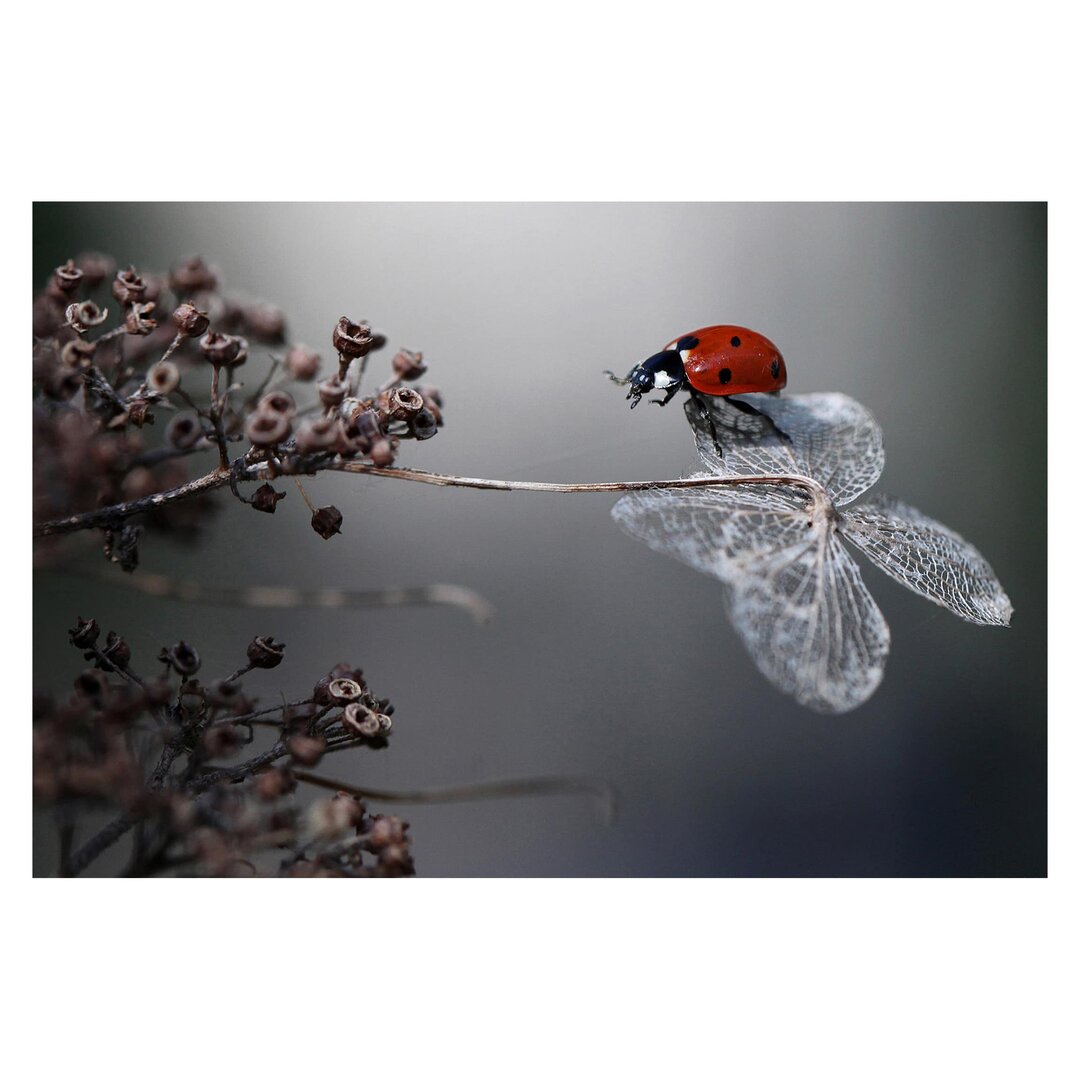 Matt Fototapete Marienkäfer auf Hortensie 2,25 m x 336 cm