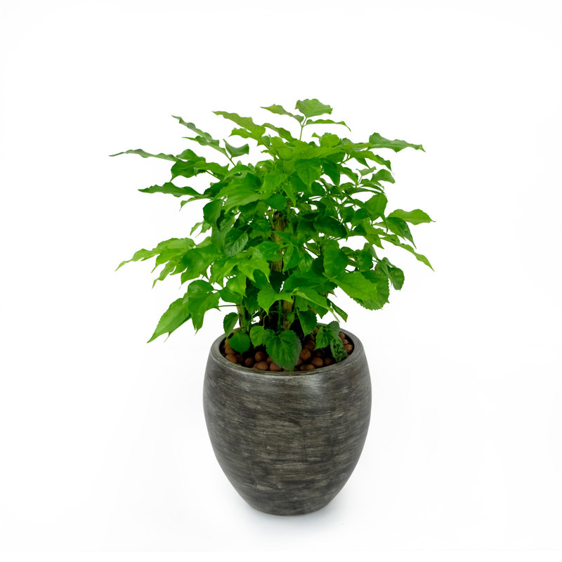 Pot à fleurs rond Smart Smart, Gris délavé