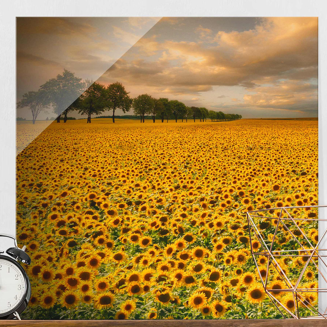 Glasbild Feld mit Sonnenblumen