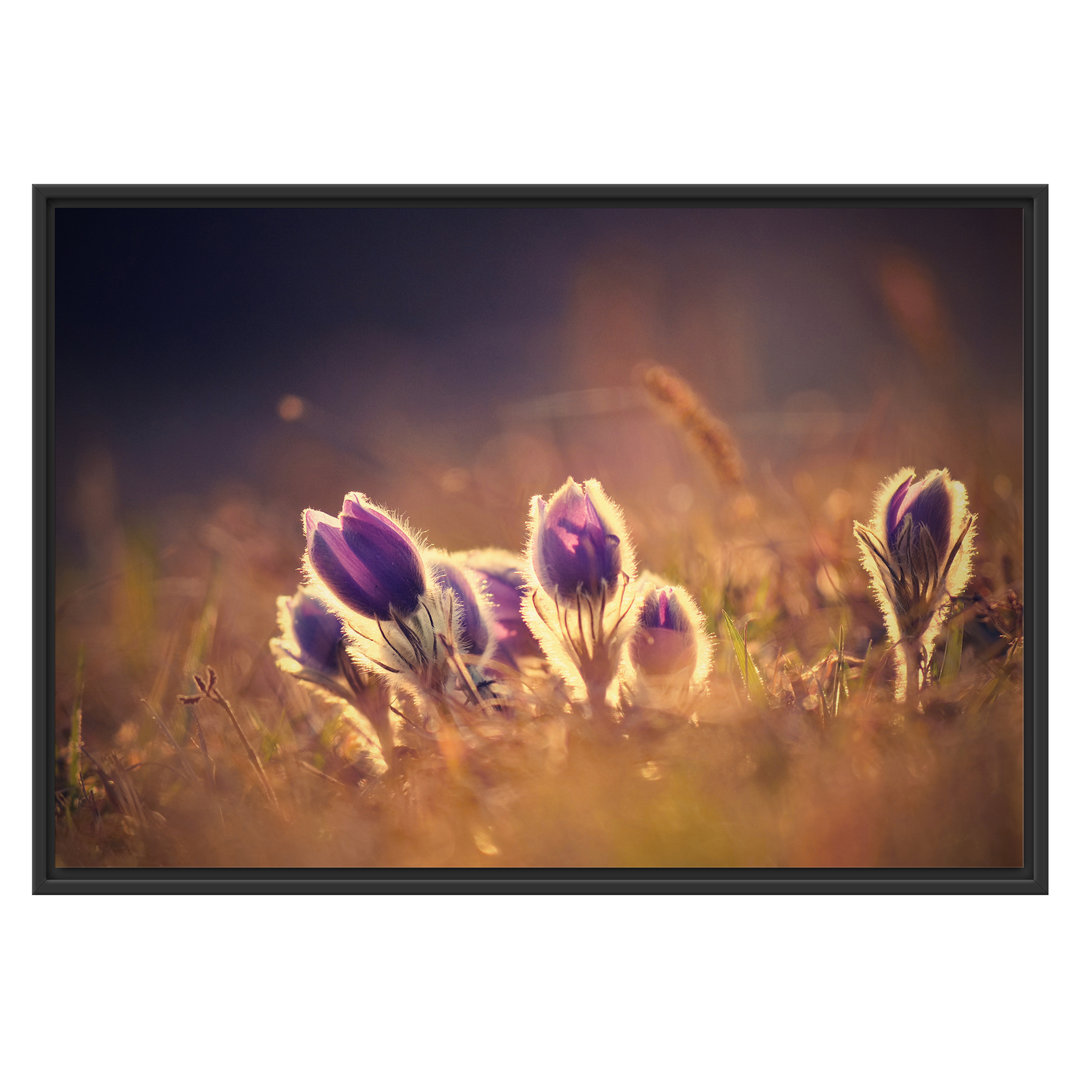 Gerahmtes Wandbild Lila Küchenschelle auf Bergwiese