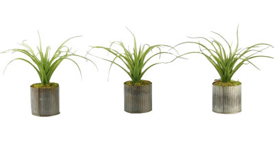 Plante de bureau en pot tillandsia