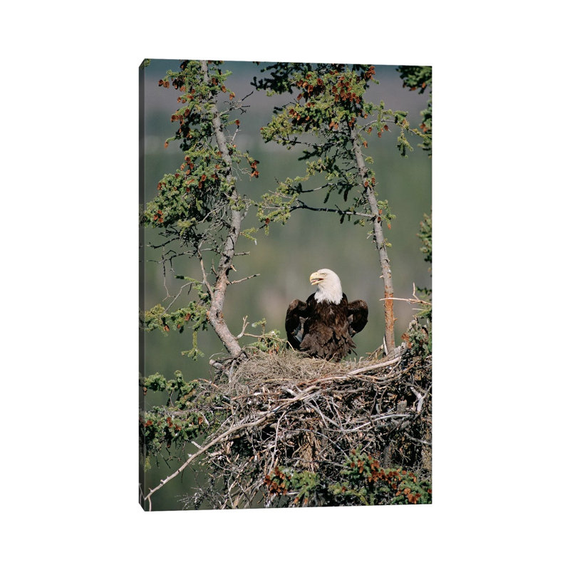 Bald Eagle Calling On Nest, Alaska by Michael Quinton - Wrapped Canvas Gallery-Wrapped Canvas Giclée