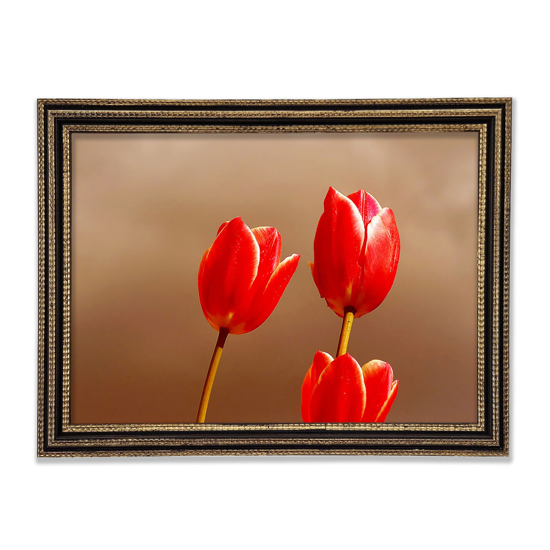 Rote Tulpe Trio - Druck