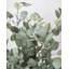Faux Eucalyptus Branch