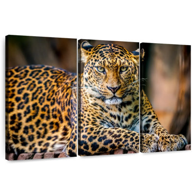 Léopard de la faune dans la jungle