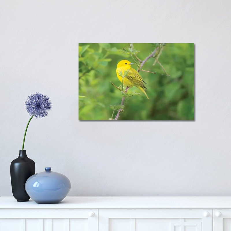 WA Breeding Plumage Male Yellow Warbler (Dendroica Petechia) on a Perch at Marymoor Park, Redmond 1 Piece Wrapped Canvas Wall Art