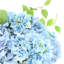 Hydrangea Floral Arrangement In A Decorative Ceramic Vase-472137026