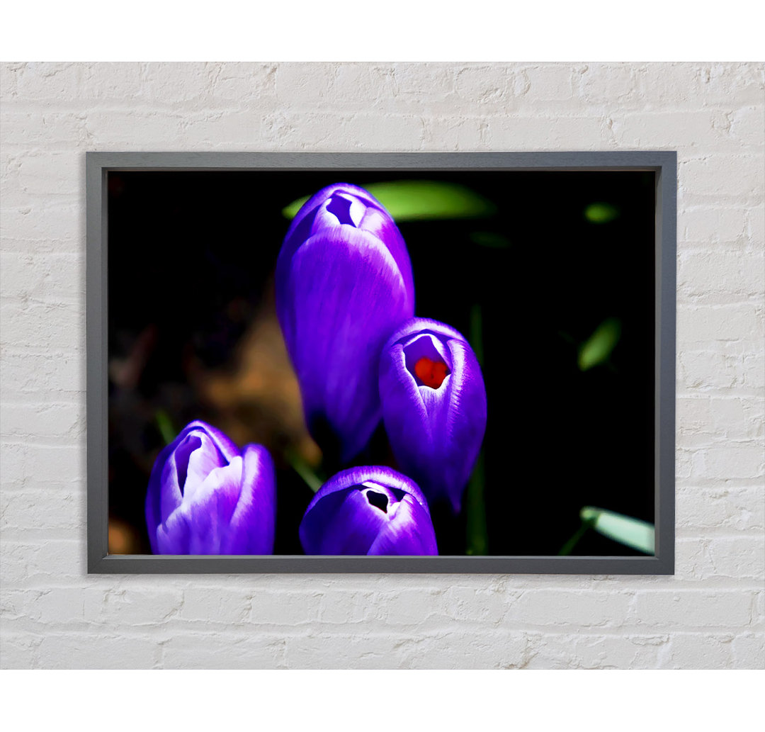 Purple Crocus Delight - Einzelner Bilderrahmen Kunstdrucke auf Leinwand