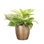 Live Marble Queen Pothos Plant in Classic Pot