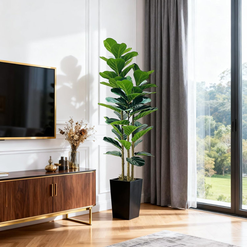 Plant, Black