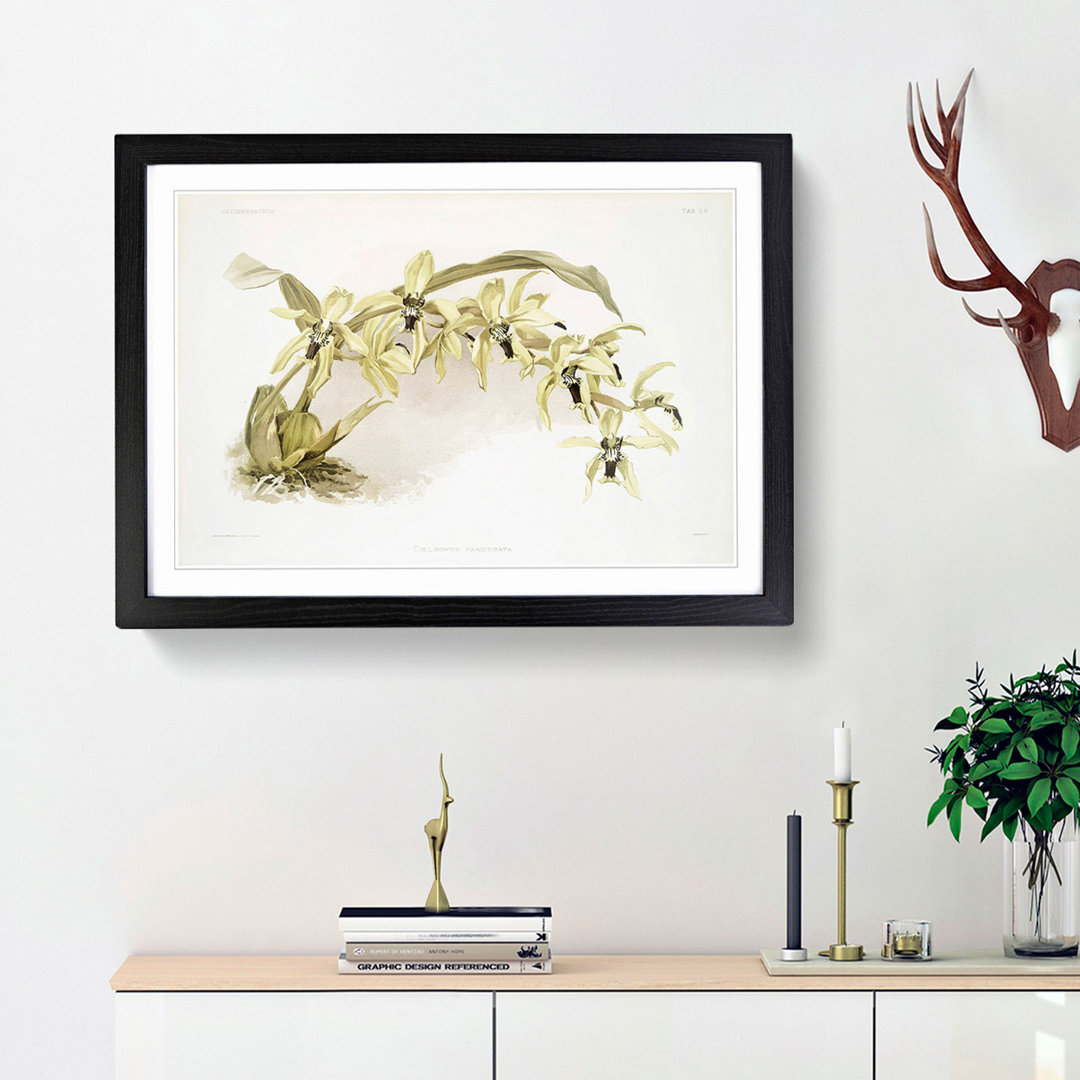 Magnolia Flowers Illustration Tab. 56 by Frederick Sander - Framed Print